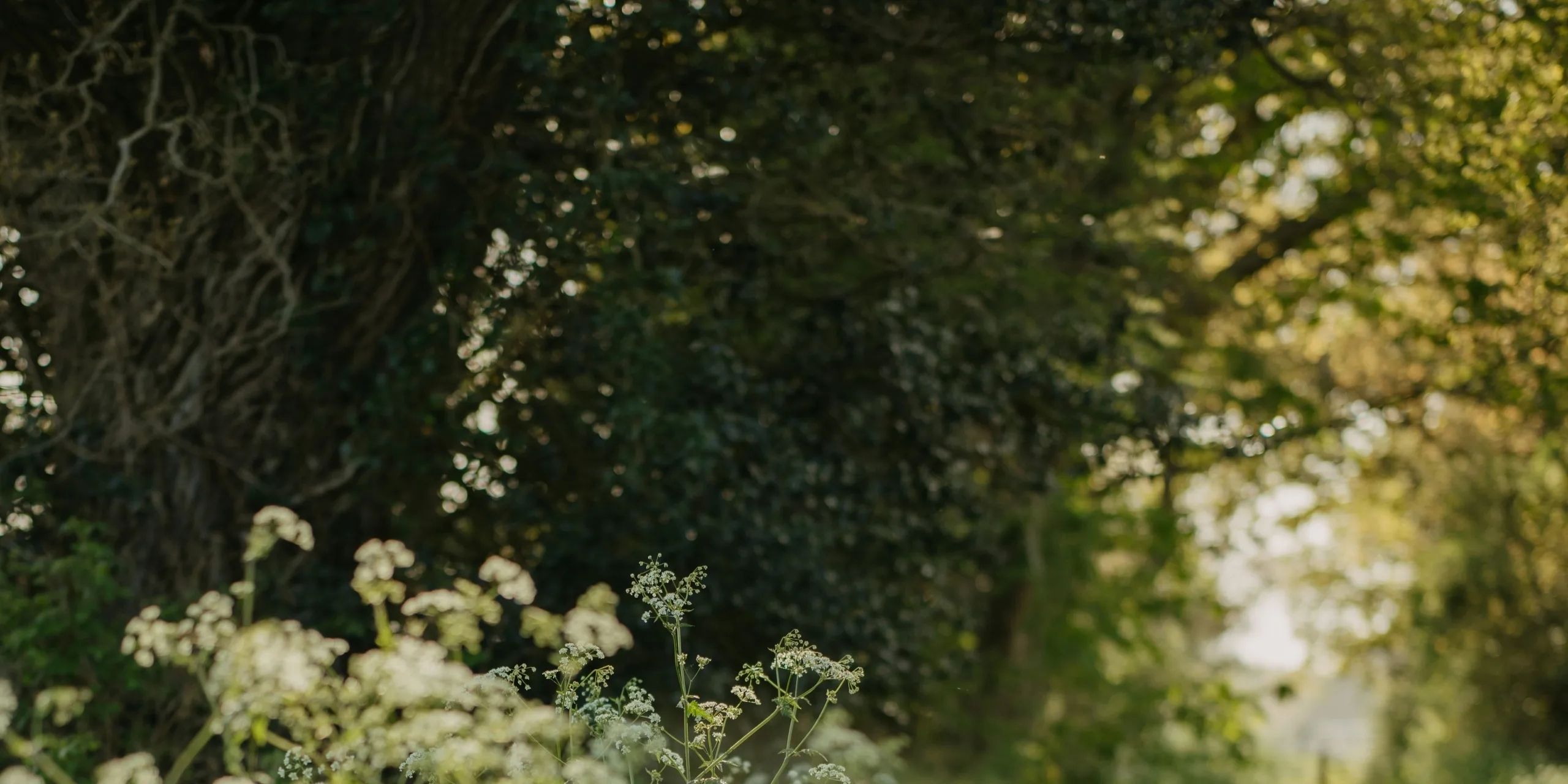 annie-spratt-obM7Vr3XJcY-unsplash